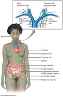 The lymphoid system in the human body