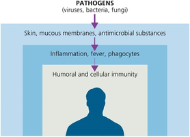 Diagram showing layers of immune defense: skin/mucous membranes, inflammation/fever/phagocytes, humoral and cellular immunity