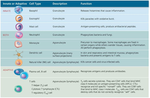 Table of innate and adaptive immune cells, their types, and functions