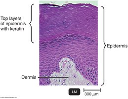 Section through human skin showing epidermis and dermis