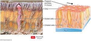 Ciliary escalator in the respiratory tract