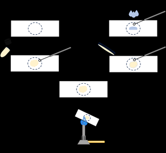 Diagram of smear preparation from solid and liquid cultures