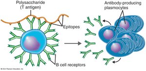 Activation of B Cells Against a T-Independent Antigen
