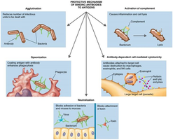 Results of Antigen–Antibody Binding