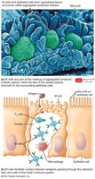 M Cells and Antigen Sampling