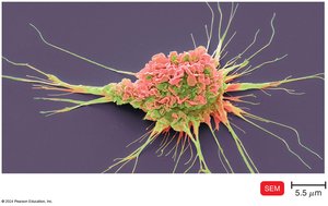 A Dendritic Cell