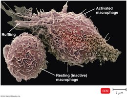 Activated Macrophages