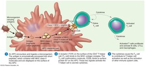 Activation of CD4+ T Helper Cells