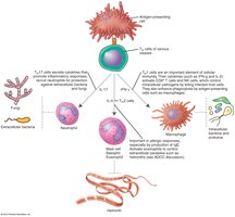 Lineage of Effector T Helper Cell Classes and Pathogens Targeted