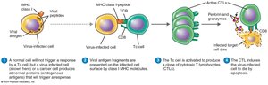 Killing of Virus-Infected Target Cell by Cytotoxic T Lymphocyte