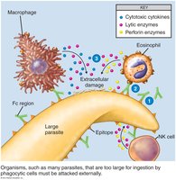 Antibody-Dependent Cell-Mediated Cytotoxicity (ADCC)