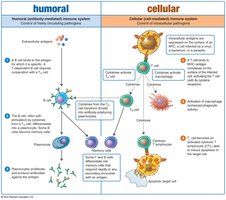 Dual Nature of the Adaptive Immune System