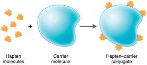 Haptens and Carrier Molecules