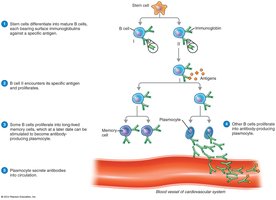 Clonal Selection and Differentiation of B Cells