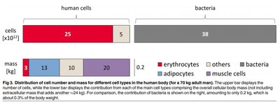 Distribution of cell number and mass for different cell types in the human body