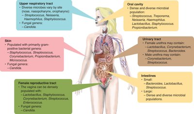 Major sites of normal microbiota on the human body