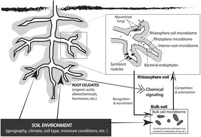 Diagram of rhizosphere and root microbiome interactions