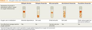 Oxygen use and tolerance in different bacteria