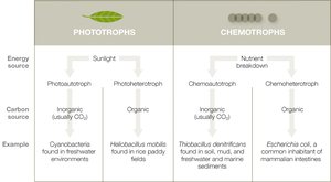 Comparison of phototrophs and chemotrophs
