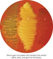 Blood agar showing alpha, beta, and gamma hemolysis