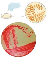 Streak plate technique for isolating colonies