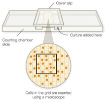 Microscopic cell counting chamber
