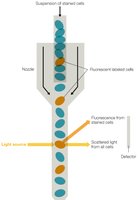 Flow cytometer for cell counting