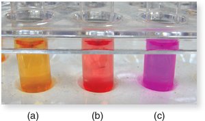 Urease test results: (a) negative (yellow), (b) slow positive (orange-red), (c) rapid positive (bright pink)