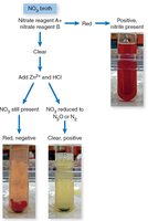 Nitrate reduction test flowchart and results