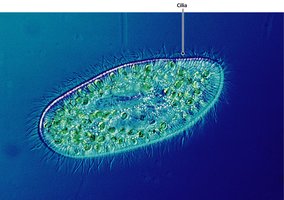 Protozoan with cilia