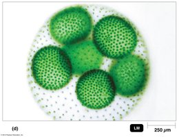 Light micrograph of pond alga Volvox