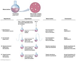 Pasteur's fermentation experiments