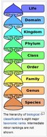 Hierarchy of biological classification