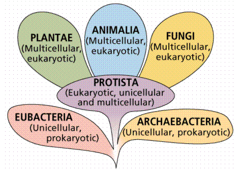 Major groups of life: Plantae, Animalia, Fungi, Protista, Eubacteria, Archaebacteria