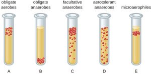 Growth patterns of microbes in test tubes based on oxygen requirements