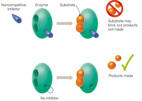 Noncompetitive inhibition diagram