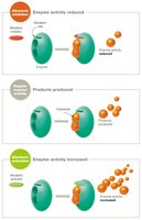 Allosteric regulation diagram