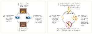 Feedback inhibition diagram