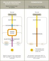 Carbohydrate catabolism pathways