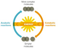Diagram of anabolic and catabolic reactions