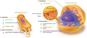 Cellular respiration locations in prokaryotes and eukaryotes
