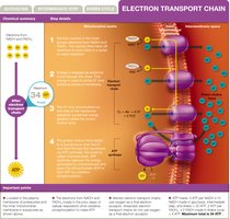 Electron transport chain diagram