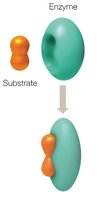 Induced fit model of enzyme-substrate interaction