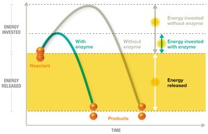 Enzyme reaction rate graph