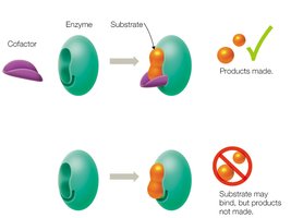 Enzyme with and without cofactor