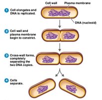 Steps of binary fission in prokaryotes
