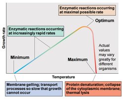 Graph of microbial growth rate versus temperature