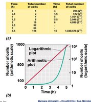 Table and graph showing exponential growth of bacteria