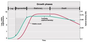 Microbial growth curve showing lag, exponential, stationary, and death phases