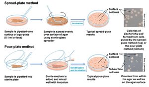 Spread-plate and pour-plate methods for viable cell counts